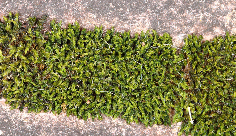 Grimmia muehlenbeckii